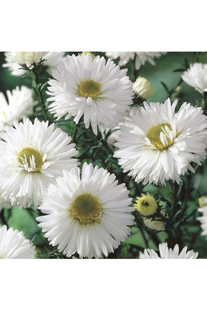 Aster novi-belgii Arctic White крупним планом